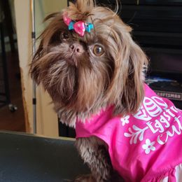 Mapel - Shih Tzu