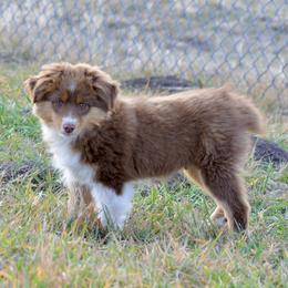 Spruce - male Toy Australian Shepherd puppy in Bly, Oregon from Apacheblus Toy Aussies