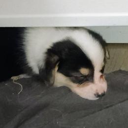 Enigma - Black and tan female Pembroke Welsh Corgi puppy in Ellensburg, Washington from Faery Mount Farm