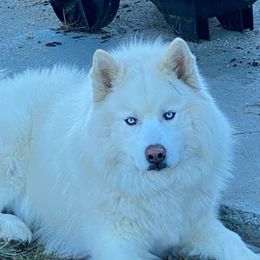 Siberian Husky All Grown Up from Malibu Kennels