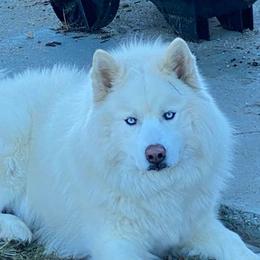 Siberian Husky All Grown Up from Malibu Kennels