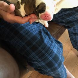 Boy 1 - Red brindle and white male Bulldog puppy in Laurel, Montana from Bull Mountain Bulldogs