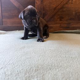 Cane Corso Puppies from Cowan Farms