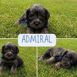 Aussiedoodle, Bernedoodle, Cavapoo, Goldendoodle, and Newfypoo Puppies from Haaspawz