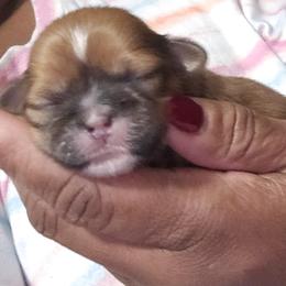 Champ - Black gold and silver male Shih Tzu puppy in Greer, South Carolina from My Precious Paws – Shih Tzu