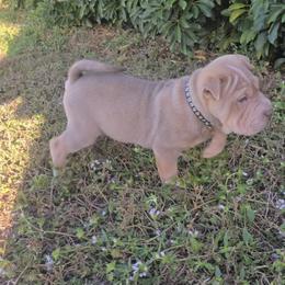 Octapie - Isabella dilute male Chinese Shar-Pei puppy in Lehigh Acres, Florida from Florida Wrinkles