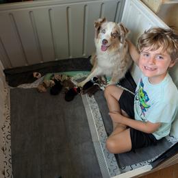 Miniature American Shepherd Puppies from Atherney