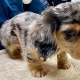 Dachshund Puppies from Island Farms Mimi’s Dachshunds Florida