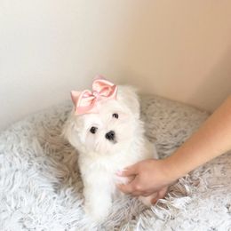 Shandor - White male Maltese puppy in Mc Kinney, Texas from Made to Love Maltese LLC