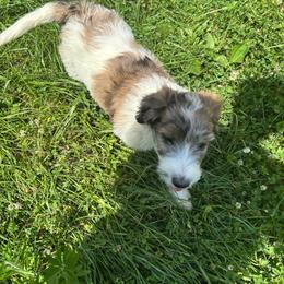 Spike - Brown and white male Saint Berdoodle puppy in Batavia, Ohio from Donciedoodlesohio.com