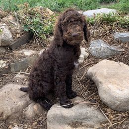 Poodle Puppies from Rocky Mountain Poodles