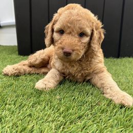 Double Doodle and Goldendoodle Puppies from My Favorite Doodle