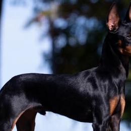 Manchester Terriers from Burmack Manchester Terriers