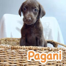 Pagani - Chocolate female Labrador Retriever puppy in Lucasville, Ohio from Backwoods Labradors
