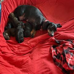 Dachshund Puppies from Dachshunds of Tales