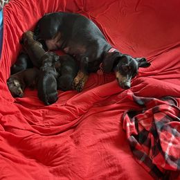 Dachshund Puppies from Dachshunds of Tales