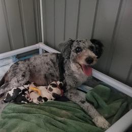 Bernedoodle Puppies from Daisy's Doodles