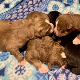 Siberian Husky Puppies from Myths and Legends Siberian Huskies