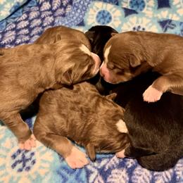 Siberian Husky Puppies from Myths and Legends Siberian Huskies