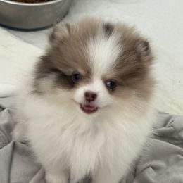 Willow - Chocolate merle female Pomeranian puppy in Newport Beach, California from Exotic City Pomeranians and chihuahuas