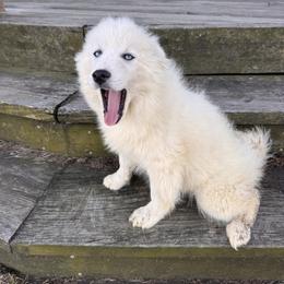 Artic - White male Pomsky puppy in Bucyrus, Missouri from Hill Top Pomskies
