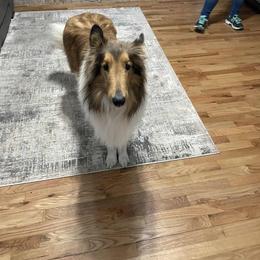 Buddy - Sable male Collie puppy in Chilhowie, Virginia from Jolly Collies & Kingdom Elite Yorkshire Terriers