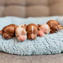 Cavapoo puppies from Kingston’s Cavaliers