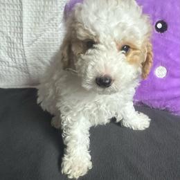 Apricot Boy - Parti male Poodle puppy in Cullman, Alabama from Darlynda May