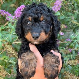 George ( Washington) - Phantom male Bernedoodle puppy in Caldwell, Idaho from Treasure Valley Poodles