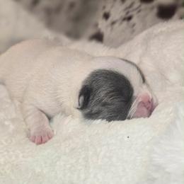 Strait - Blue male French Bulldog puppy in Waitts Lake, Washington from Best Friend standard Frenchies