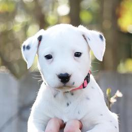 Girl 3 - Dalmatian puppy in Cottage Grove, Oregon from Hidden Hills Dalmatians