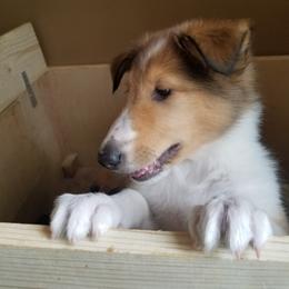 Collie Puppies from Katrina's Collies
