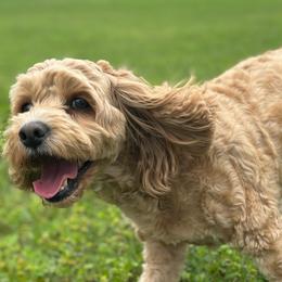 Lulu - Cockapoo