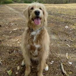Ginger - Labradoodle