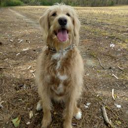 Ginger - Labradoodle