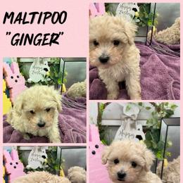 Ginger - Apricot female Maltipoo puppy in Wayland, New York from Loris Pampered Pooches💕
