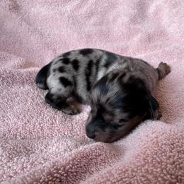 Black and tan dapple Brutus - Dapple male Dachshund puppy in South Willard, Utah from Doxies in the Sun
