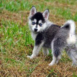 Pomsky, Shetland Sheepdog, and Toy Shetland Sheepdog Puppies from Mountain High Kennels