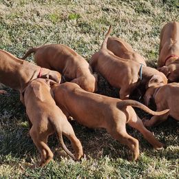 Rhodesian Ridgeback Puppies from DragonRidge