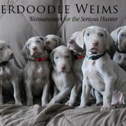 Weimaraners from Timberdoodle Weimaraners