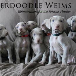 Weimaraners from Timberdoodle Weimaraners