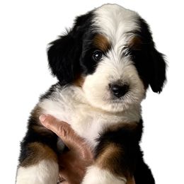 Bernedoodle Puppies from Renowned Bernedoodles