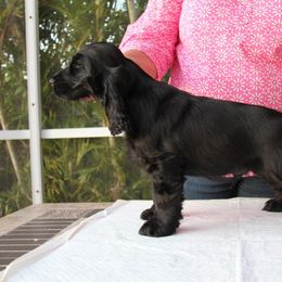 English Cocker Spaniel Puppies from Bellaluna