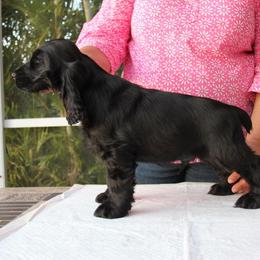 English Cocker Spaniel Puppies from Bellaluna