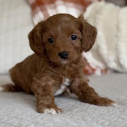 Henry - Red male Cavapoo puppy in Beckley, West Virginia from By Design Doodles