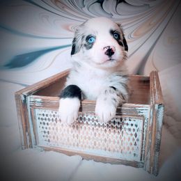 Girl 5 - Blue merle female Miniature Australian Shepherd puppy in Florida from All Champions Mini Aussies & ABW Great Danes