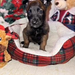 Gray Collar - Fawn sable male Belgian Malinois puppy in Trenton, Georgia from Laeknir K9