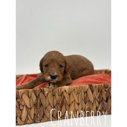 Cranberry - Red  female Goldendoodle puppy in Smithfield, Kentucky from KBK9 Kennels