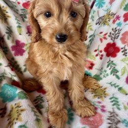 Remi - Red Cavapoo puppy in Howe, Oklahoma from Cuddly Cavapoos