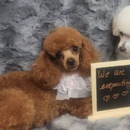 Poodles from Pampered Poodles